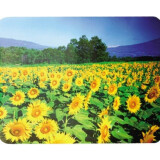 Peles paliktnis Buro BU-M20036 Sunflowers
