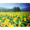 Peles paliktnis Buro BU-M20036 Sunflowers