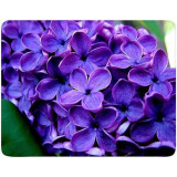 Peles paliktnis Buro BU-M20049 Lilac